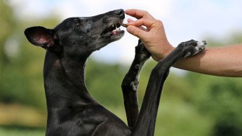 17x „Mangelhaft“ für Hundesnacks