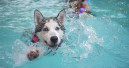 Hundeschwimmen am zweiten Dog Nose Day 