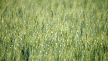 Ernährung im Faktencheck