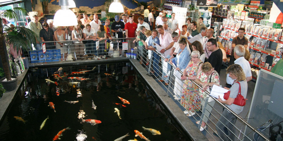 Koi-Fische Bild: Aquatop-Markt in Würselen
