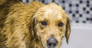 Hundeshampoo im Öko-Test