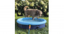 Splash Pool 2 in 1 für Hunde