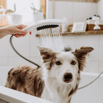 Die Kooperation der beiden Traditionsunternehmen für den Vertrieb der „hansgrohe DogShower“ wird seitens Wahl als hervorragende Symbiose angesehen.