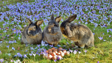 Frohe Ostern und schöne Feiertage!