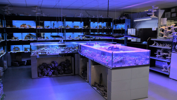Die Meerwasseraquaristik sieht sich mit einem Importverbot von Steinkorallen aus Australien konfrontiert.