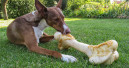 Fragen an Deutschlands Hundehalter