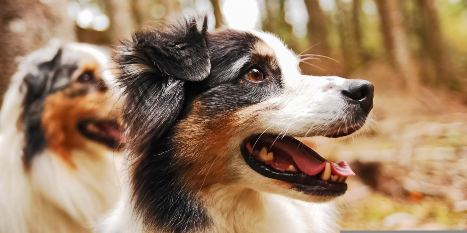 Der Australische Schäferhund ist beliebt, verursacht aber auch die höchsten Kosten.