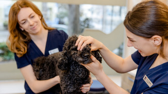 Rex eröffnet zweite Praxis in München