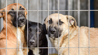 Tieradoption im Trend – mit Rückgabegarantie