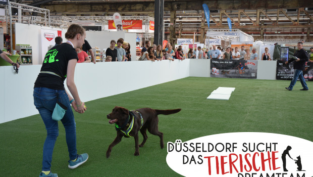 Das am Messesamstag gekürte „Tierische Dreamteam 2019“ kann sich über tolle Preise freuen. Das am Messesamstag gekürte „Tierische Dreamteam 2019“ kann sich über tolle Preise freuen.