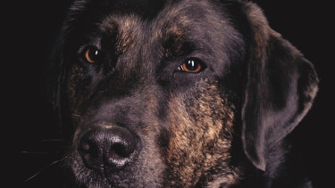 Wer hat Angst vorm schwarzen Hund?