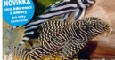 „Aquaristik“ startet in Tschechien