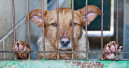 Kein Hundefleisch mehr in Südkorea
