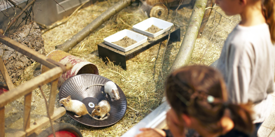 Mit einer tiergerechten Präsentation, hier bei Koelle Zoo, sind Nager und Kaninchen ein wichtiger Anlaufpunkt im Zoofachhandel.