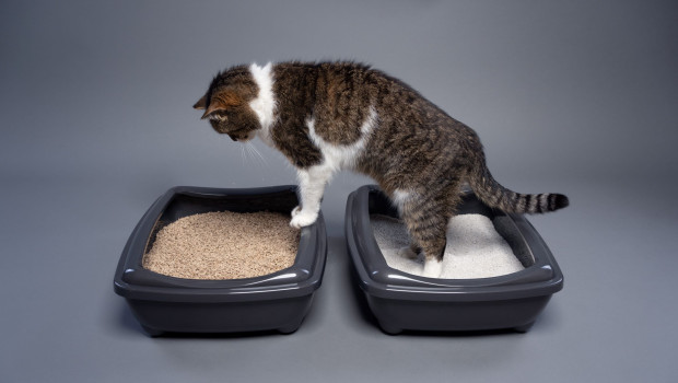 Cats for Future hofft auf einen Haltungswechsel zu nachhaltiger Katzenstreu.