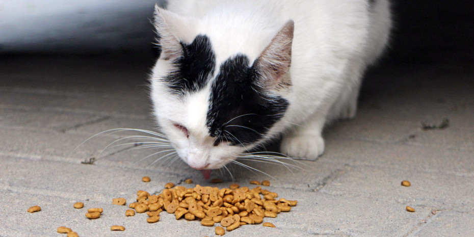 Katzennahrung stellt den Löwenanteil in der Heimtierbranche dar und erntet entsprechend viel Aufmerksamkeit.