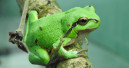 Amphibien in der Krise