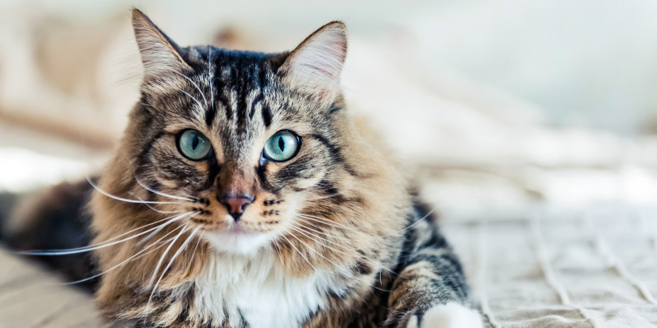 15,7 Millionen Katzen leben jetzt in Deutschland – und sie leben fast doppelt so lang wie in den 80ern.
