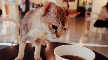 Neues Katzencafé eröffnet in Karlsruhe