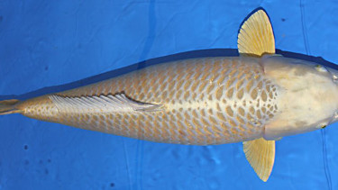 Champion-Koi in Karlsruhe