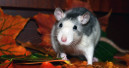 Ratten und Mäuse: Heim- statt Ekeltier