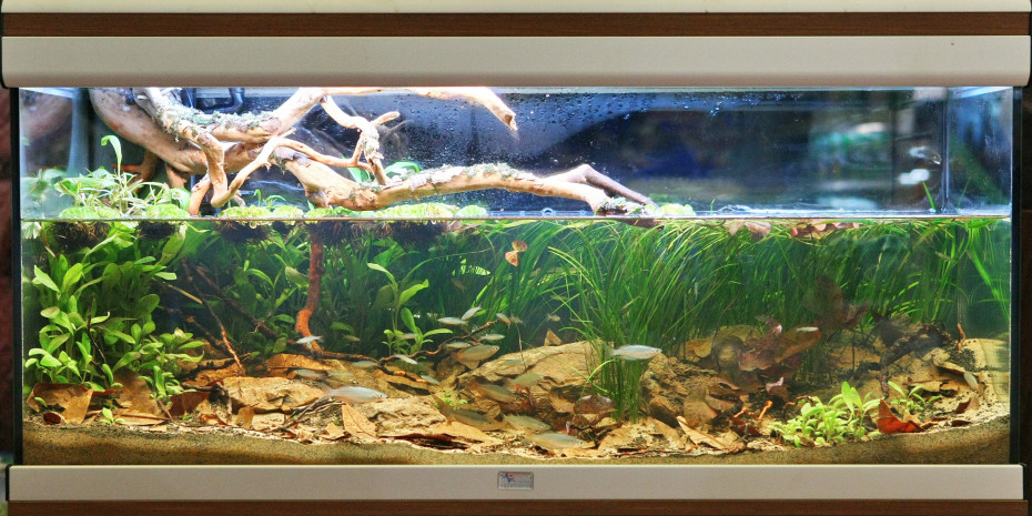 Siegeraquarium des Biotop-Aquarien-Design-Wettbewerbs von Petra Bašic´
