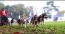 Schlittenhundeprofis treffen sich in Köln
