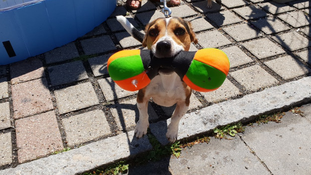 Tierischer Badespaß bei der 2. Regensburger Hunde-Beachparty.