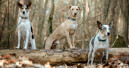 Hundeernährung – gewusst wie