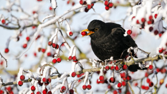 Viele Waldvogelarten häufiger gesichtet