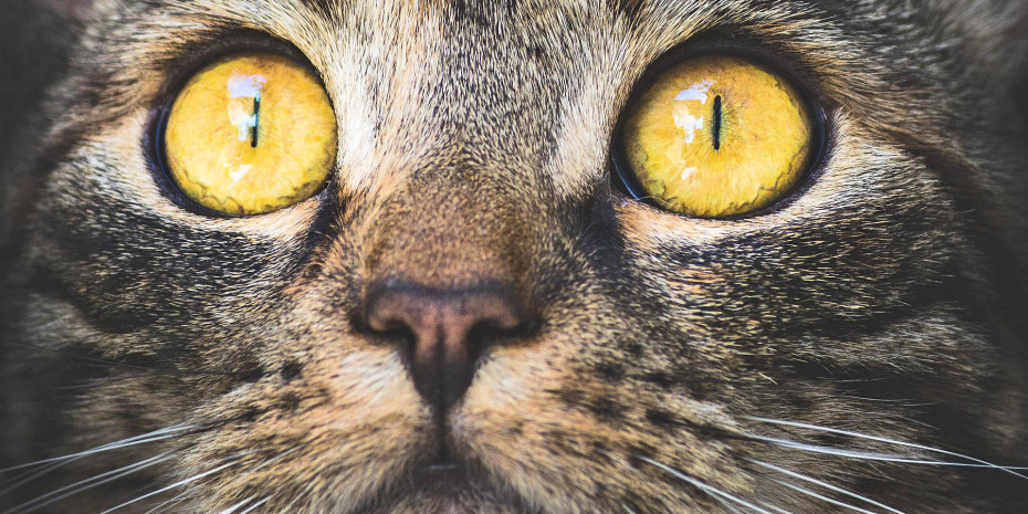 Der sorgenvolle Blick der Katze ist berechtigt: Auch beim Katzenfutter sparen aufgrund der wirtschaftlichen Entwicklung immer mehr Tierhalter. Das Segment verzeichnet dennoch weiterhin Wachstum.