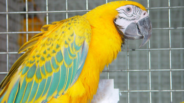 Bundesrat stimmt für Aufhebung von Psittakose-Verordnung