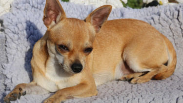 Kleine Hunde sind im Kommen