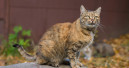 ZZF spendet an Straßenkatzen Frankfurt e.V.