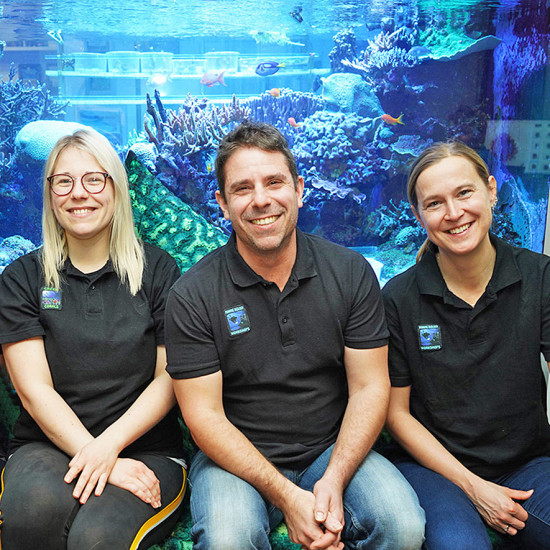 Green Corals Green Corals