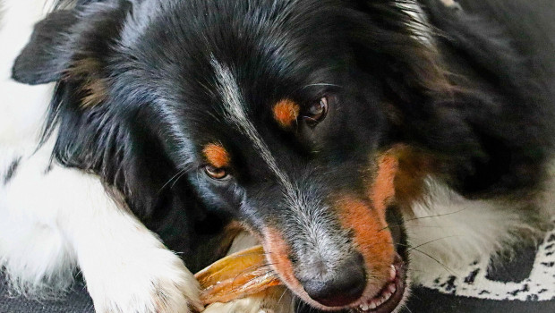 Symbolbild: Hundekauknochen wurden als Ursache für neurologische Symptome vermutet, Auslöser könnte aber MSO aus Rinderhaut gewesen sein.