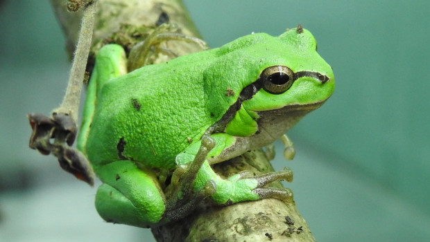 Bild: Aquazoo Löbbecke Museum