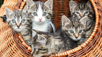 Katzen im Süden noch beliebter als im Norden
