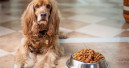 Leben vegan ernährte Hunde gesünder?