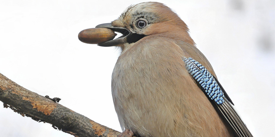 Der Eichelhäher wurde Anfang Januar so selten gesichtet wie noch nie bei der Stunde der Wintervögel.