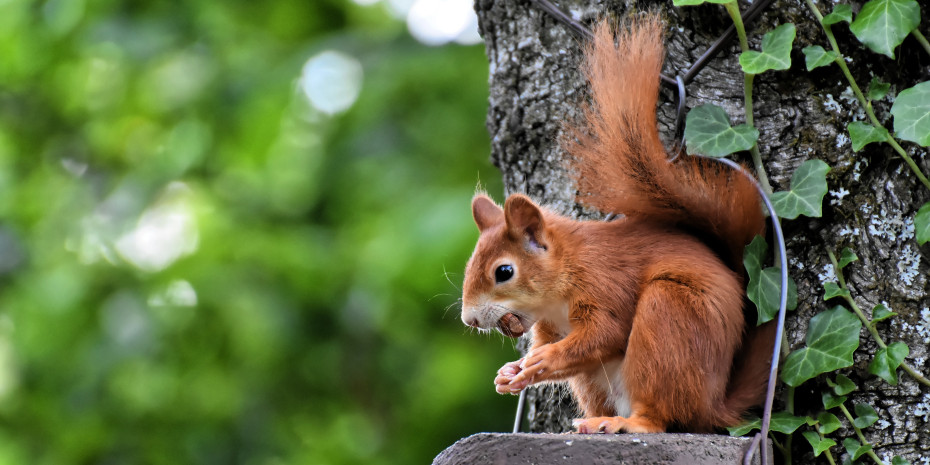 Die Fütterung von Wildtieren ist oft mit viel Liebe zur Natur verbunden.