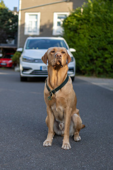 Gerade ein Auto kann sich bei starker Sonneneinstrahlung in eine tödliche Falle für Hunde verwandeln.