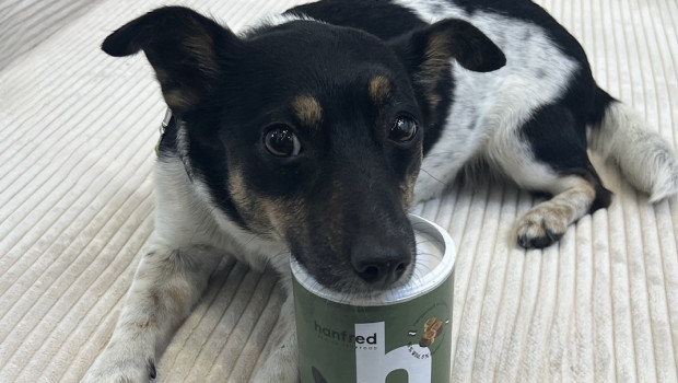Relax-Programm für Hunde und Katzen in Tierheimen: Hanfred spendet Hanfpulver für eine entspannte Silvesternacht.