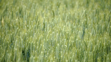 Ernährung im Faktencheck