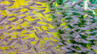 Aquascaping und Smart Tech