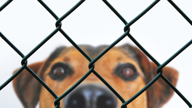 Tierheime sollen zukünftig bei Investitionen unterstützt werden, heißt es im jüngsten Koalitionsvertrag von Union und SPD.