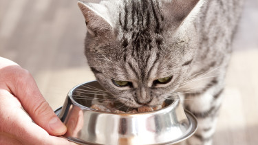 FEDIAF veröffentlicht Ernährungsrichtlinien