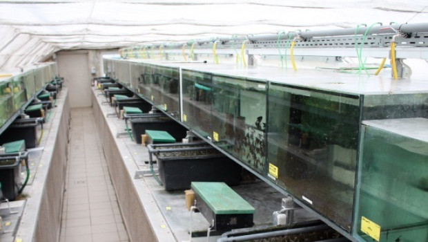 NK Tropical Fish NK Tropical Fish