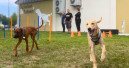 Erster Zoo & Co.-Hundespielplatz
