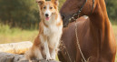 Royal Canin startet „Initiative Reitbegleithund“